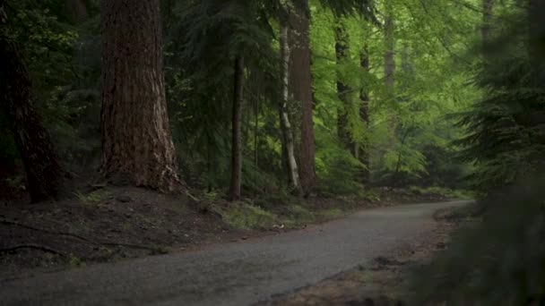 Asphaltierter Radweg Inmitten Eines Stimmungsvollen Regenwaldes Mit Kiefern Zeitlupenclip Bei — Stockvideo