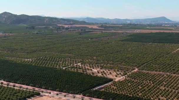 Green Citrus Farm Crop Fields Meditarranean Poblíž Algorfa Španělsko — Stock video