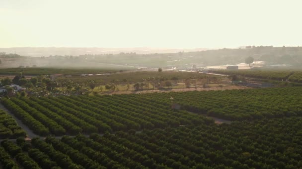 Rijen Van Citrus Farm Crops Tijdens Warme Zonsondergang Buurt Van — Stockvideo