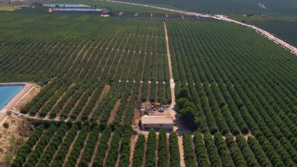 スペインのアルガルファ近くの大きな緑の柑橘類のオレンジの農場の作物の列 — ストック動画