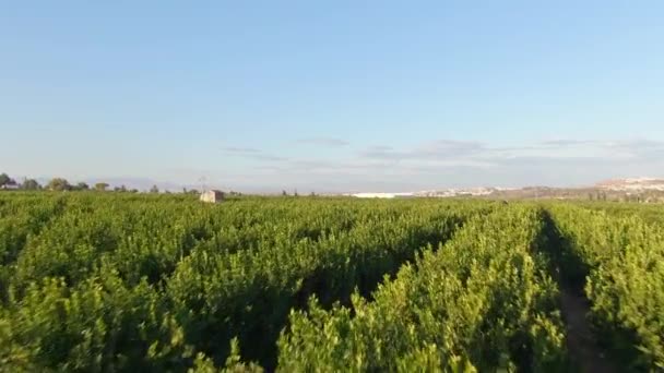 Reihen Grüner Zitrusfrüchte Orangenfarm Der Nähe Von Algorfa Spanien — Stockvideo