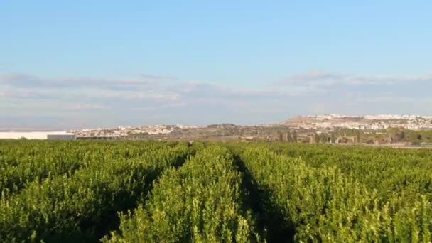 Spanya Nın Algorfa Kenti Yakınlarındaki Yeşil Turunçgil Tarlası Tarlaları — Stok video