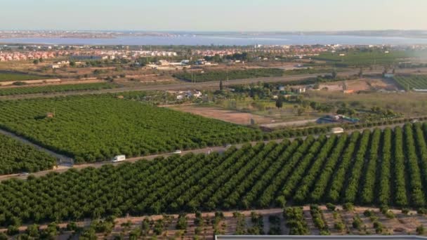 Green Citrus Orange Farm Fields Algorfa Ισπανία — Αρχείο Βίντεο