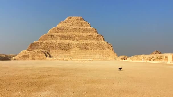 Γραφική Άποψη Του Saqqara Πυραμίδα Βήμα Djoser Σκύλος Περνά Μέσα — Αρχείο Βίντεο