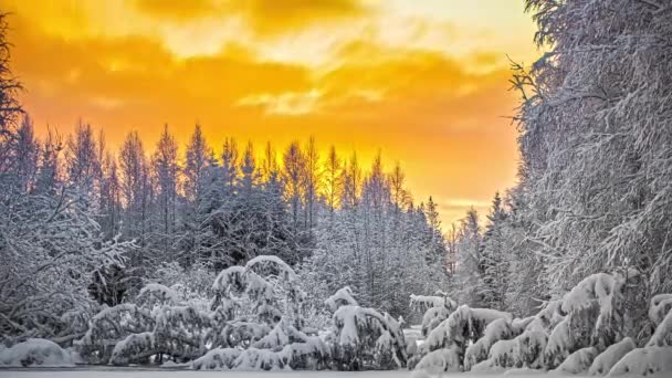 Sun Flare Cloudy Sky Timelapse White Snow Covered Boreal Forest — Stock Video