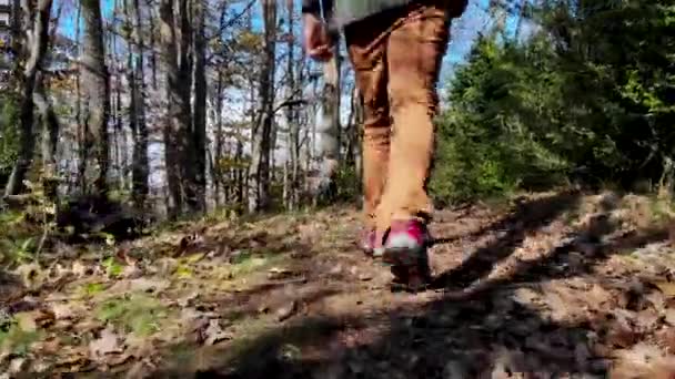 秋の森の中を歩く男の追跡 — ストック動画