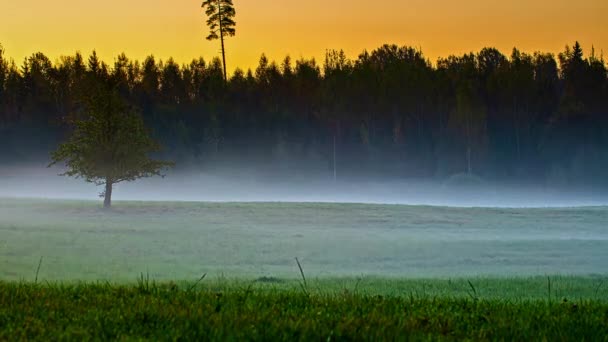 晨雾笼罩在农村森林地区的绿色牧场上 时间过去了 — 图库视频影像