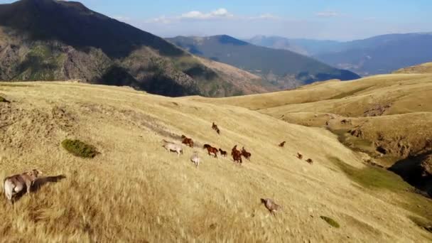 Εναέρια Άλογα Και Αγελάδες Βόσκουν Ψηλό Βουνό Χρυσαφένιο Χωράφι — Αρχείο Βίντεο