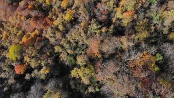 Aéreo Tiro Zenital Uma Floresta Outono Com Árvores Cores Amareladas — Vídeo de Stock