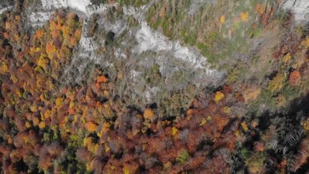 Luchtfoto Zenitale Opname Van Een Herfstbos Met Bomen Gelige Kleuren — Stockvideo