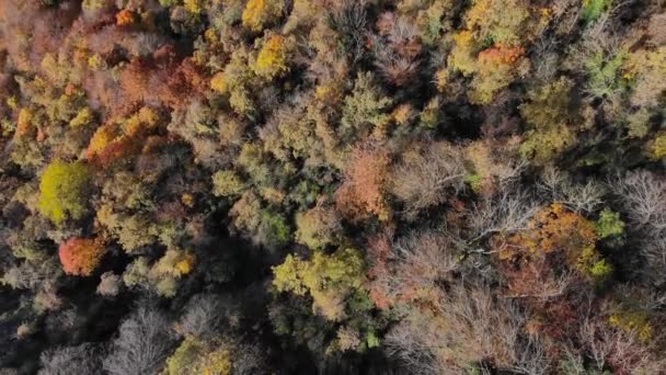 黄色の木々のある秋の森の雄大なショット スパイラルショットズームアウト — ストック動画