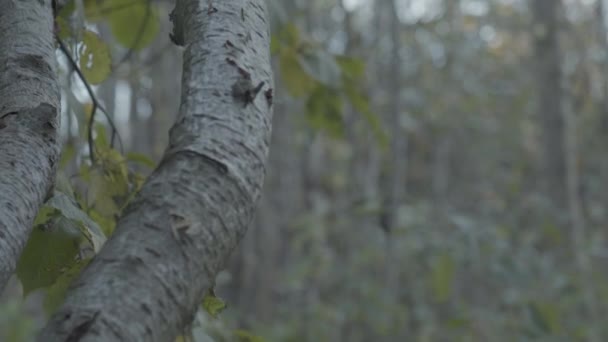 Starý Strom Tiše Fouká Větru Německého Lesa — Stock video