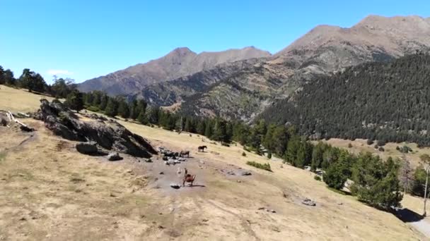 金色の野の高い山の上で馬の放牧 — ストック動画