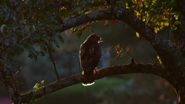 Falcão Cauda Vermelha Poleiros Ramo Durante Pôr Sol Criando Efeito — Vídeo de Stock