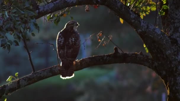 Gün Batımında Bir Dala Tünemiş Bir Kızıl Kuyruklu Şahin Havalanıyor — Stok video