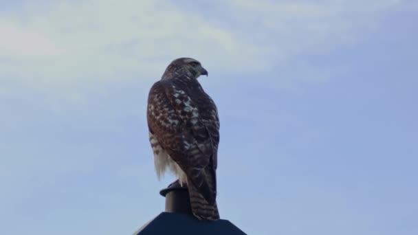 赤い尾をしたホークが青い空に向かって通りの光に突き当たり その側面に目を向け プロフィールを作成する — ストック動画