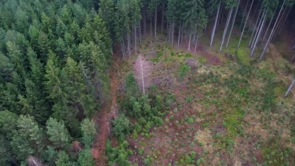 Vista Aérea Árbol Blanco Seco Medio Prado Bosque — Vídeos de Stock