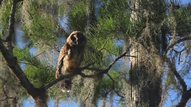 Barred Owl Tree Stares Camera — Stock Video