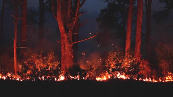 Plan Ensemble Brûlage Des Feux Forêt Gestion Contrôlée Des Forêts — Video