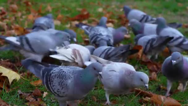 Голодные Голуби Стае Едят Хлебные Крошки Упавшие Луг Осенью — стоковое видео