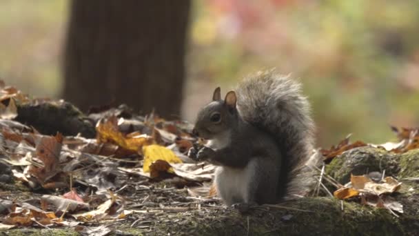 Closeup Skittish Squirrel Digging Food — Stock Video