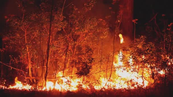 森林火灾的特写镜头 控制燃烧森林管理 — 图库视频影像