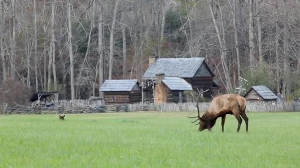 Pâturage Wapitis Sauvages Sur Terrain Dans Parc National Smoky Mountain — Video