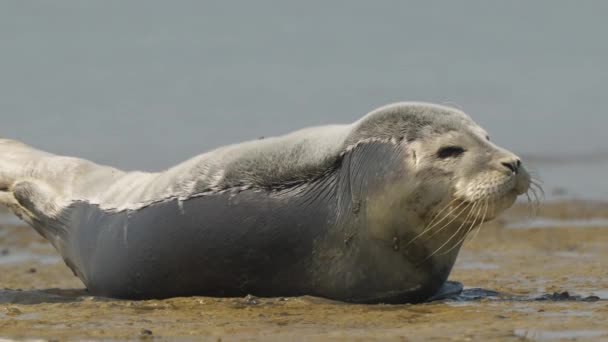 Sigillo Comune Individuale Che Dorme Sveglia Continuamente Sulla Spiaggia Sabbiosa — Video Stock