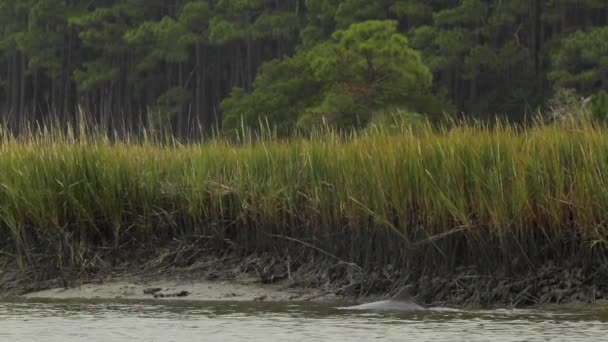 Delfines Salvajes Nadando Cazando Pantano — Vídeos de Stock