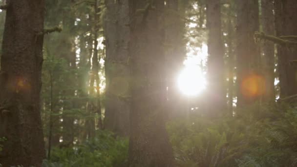 Casseroles Caméra Travers Forêt Ensoleillée — Video