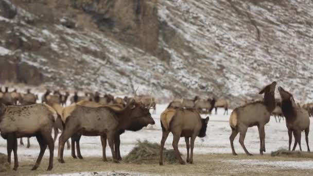 Alci Selvatici Pascolo Che Interagiscono Nella Stazione Alimentazione — Video Stock