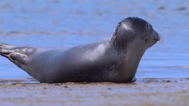 Морской Тюлень Common Который Ложится Спать Пока Волны Ломаются Берегу — стоковое видео