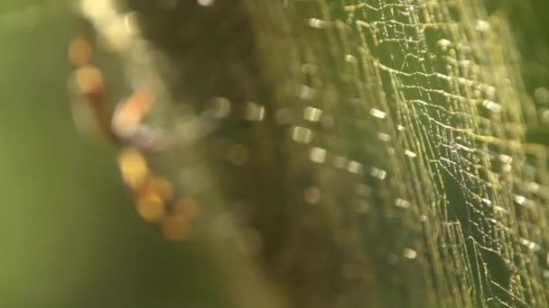 Foco Rack Araña Seda Dorada Grande Hermosa Hora Dorada — Vídeos de Stock