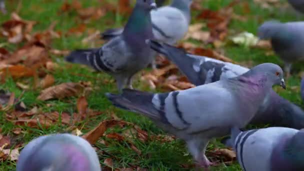 Pigeons Rassemblés Sur Pré Parc Ville Pour Manger Des Miettes — Video