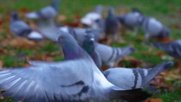 Голуби Едят Крошки Семена Летят Луга Городского Парка Замедленное Движение — стоковое видео