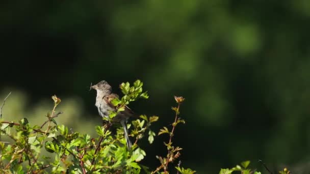 Passeri Del Vecchio Mondo Seduti Foglie Ramo Con Insetto Bocca — Video Stock