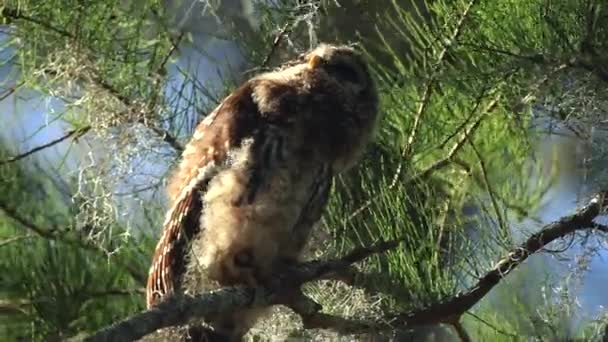 沼泽中的野生条状猫头鹰 — 图库视频影像