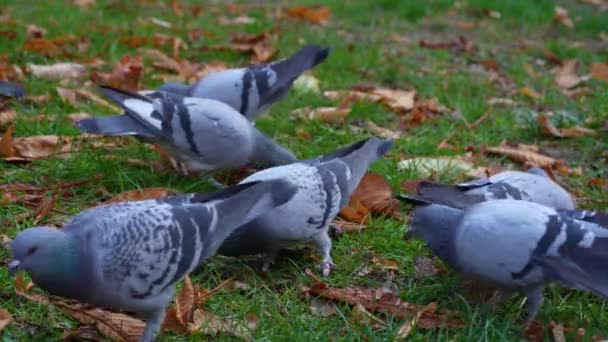 Des Pigeons Mangent Chapelure Dans Parc Municipal Par Une Froide — Video