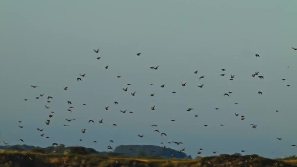 Evening Bird Migration Scene Tracking Shot Zoom Out Reveals Veluwe — Vídeo de stock