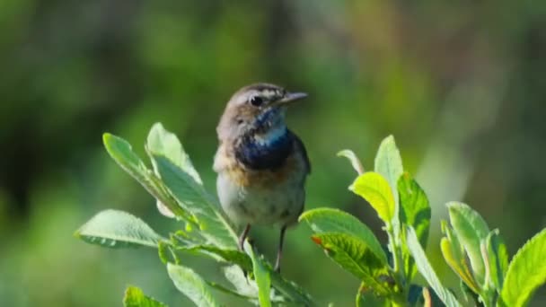 葉の上にシングルブルースロート鳥の歌の閉鎖 — ストック動画