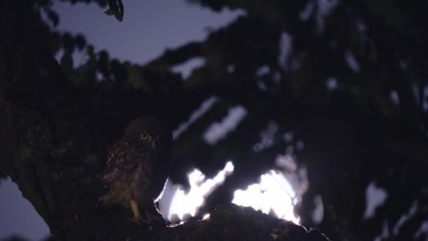 Owl Night Sits Branch Tree While Looking Prey Handheld Nocturnal — Stock Video