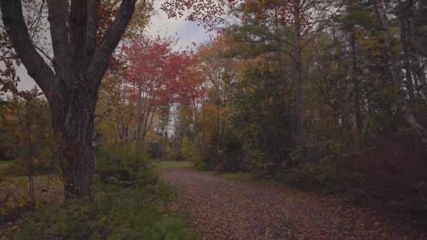 Klidná Prázdná Cesta Mezi Barevnými Podzimními Listy Stromy Lesa Dorazil — Stock video