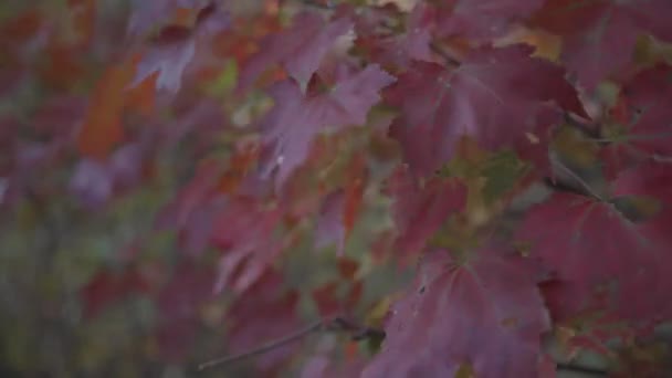 Hojas Otoño Rojas Soplando Viento Día Otoño Trípode Primer Plano — Vídeos de Stock