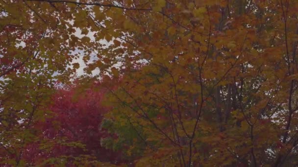 秋天的一天 多彩的落叶在风中飘扬 风吹动树叶的静态三脚架 — 图库视频影像