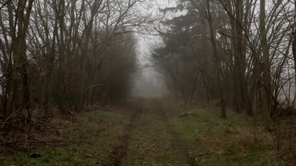 Eerie Forest Path Mist Smooth Suspenseful Movement — Stock Video