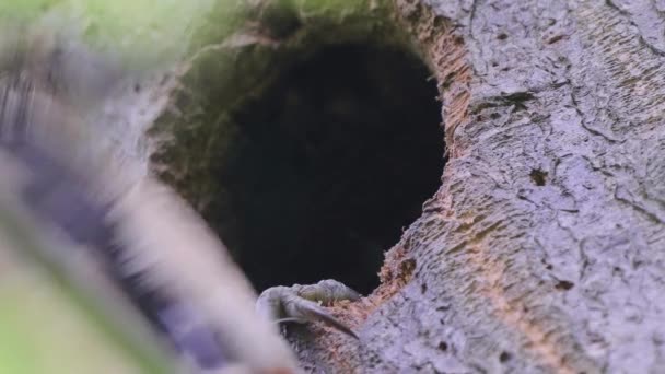 Gros Plan Poussin Pic Bébé Recherche Nourriture Éclate Tête Hors — Video