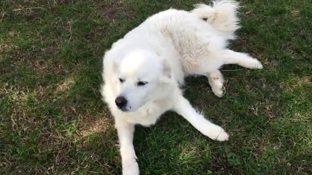 Aikuinen Valkoinen Suuri Pyreneiden Koira Rentoutuu Vihreällä Ruoholla Hännän Heiluminen — kuvapankkivideo