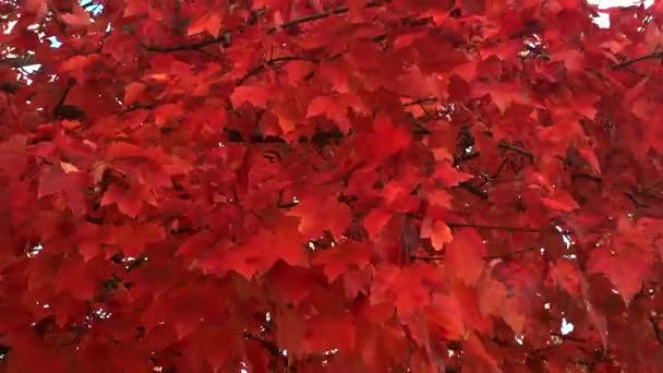 Vítr šustí jasně červené listy javoru na vrcholu podzimního období. Bližší záběr krásných šarlatových listů tančících ve vánku. Oddálit, den, 4K.