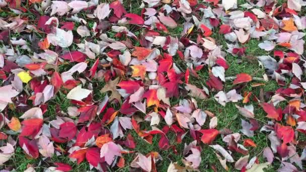 Červené javorové listy jsou roztroušeny po zemi, kde spadly, a vytvářejí abstraktní strukturu listů a trávy. Podzim, mírný vánek mění listí.