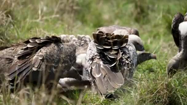 Korppikotkat Afrikkalaisessa Pensaassa Syömässä Haaskalintuja Matalan Kulman Lähikuva — kuvapankkivideo